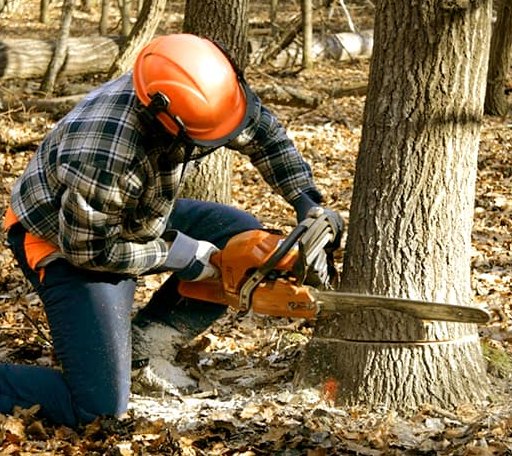 Tree Removal in Sharon, VT